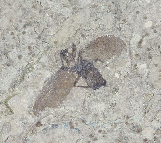 Fossil March Fly (Plecia) - Green River Formation #65096